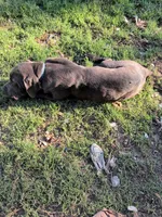 Blue, a male Cane Corso for sale in Roanoke Rapids, NC – 9 of 9
