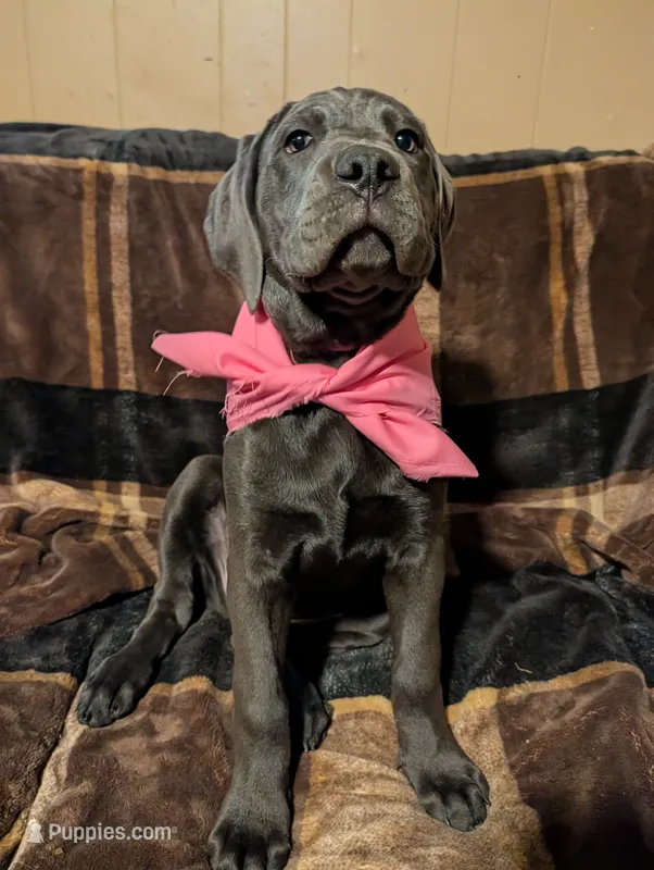 Pink – Cane Corso puppy for sale in Roanoke Rapids, NC