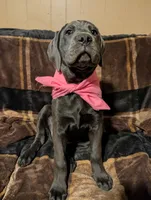 Pink, a female Cane Corso for sale in Roanoke Rapids, NC – 5 of 6