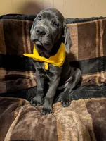 Yellow, a male Cane Corso for sale in Roanoke Rapids, NC – 2 of 5