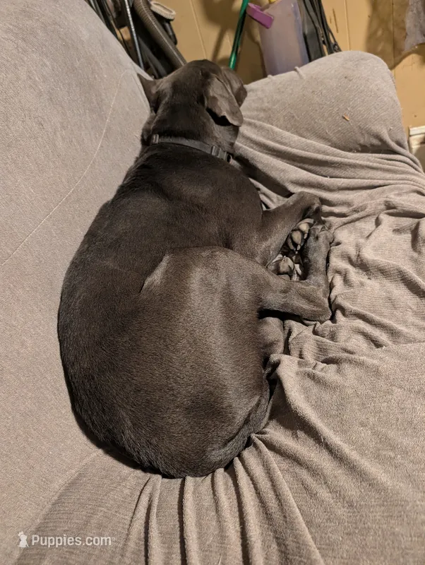 Black – Cane Corso puppy for sale in Roanoke Rapids, NC