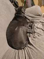 Black, a male Cane Corso for sale in Roanoke Rapids, NC – 1 of 7