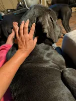 Yellow, a male Cane Corso for sale in Roanoke Rapids, NC – 4 of 8