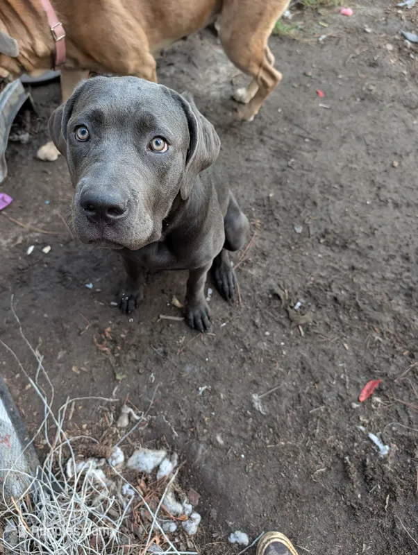 Pink – Cane Corso puppy for sale in Roanoke Rapids, NC