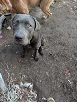 Pink, a female Cane Corso for sale in Roanoke Rapids, NC – 1 of 7
