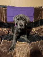 Purple, a female Cane Corso for sale in Roanoke Rapids, NC – 3 of 5