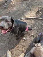 Pink, a female Cane Corso for sale in Roanoke Rapids, NC – 4 of 9