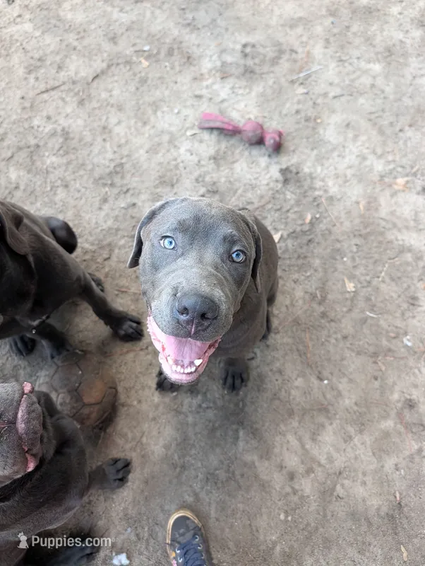 Orange – Cane Corso puppy for sale in Roanoke Rapids, NC