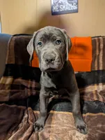 Orange, a male Cane Corso for sale in Roanoke Rapids, NC – 4 of 5