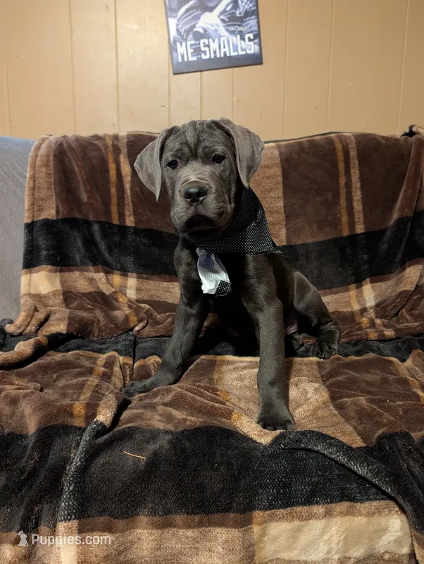 Black – Cane Corso puppy for sale in Roanoke Rapids, NC