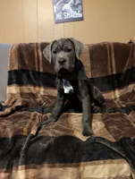 Black, a male Cane Corso for sale in Roanoke Rapids, NC – 1 of 5