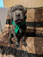 Green, a male Cane Corso for sale in Roanoke Rapids, NC – 4 of 4