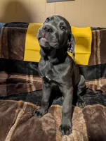 Yellow, a male Cane Corso for sale in Roanoke Rapids, NC – 4 of 5