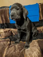 Blue, a male Cane Corso for sale in Roanoke Rapids, NC – 4 of 7