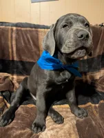 Blue, a male Cane Corso for sale in Roanoke Rapids, NC – 6 of 7