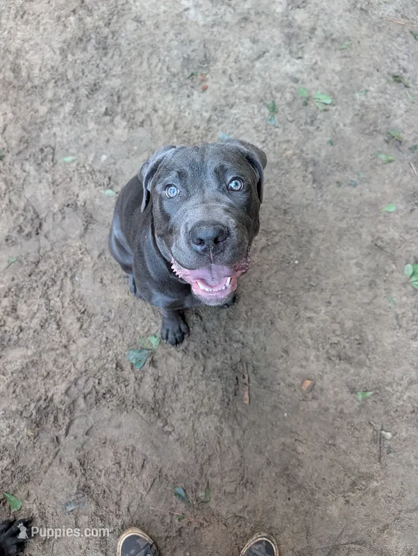 Purple – Cane Corso puppy for sale in Roanoke Rapids, NC