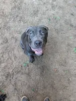 Purple, a female Cane Corso for sale in Roanoke Rapids, NC – 1 of 7