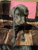 Pink, a female Cane Corso for sale in Roanoke Rapids, NC – 6 of 6