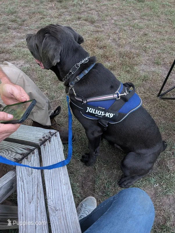 Blue – Cane Corso puppy for sale in Roanoke Rapids, NC
