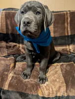 Blue, a male Cane Corso for sale in Roanoke Rapids, NC – 3 of 7