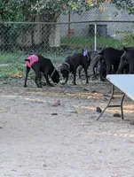 Purple, a female Cane Corso for sale in Roanoke Rapids, NC – 5 of 8