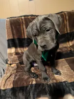 Green, a male Cane Corso for sale in Roanoke Rapids, NC – 2 of 4