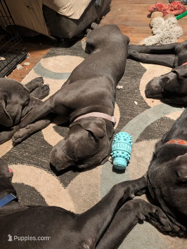 Purple – Cane Corso puppy for sale in Roanoke Rapids, NC