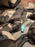 Purple, a female Cane Corso for sale in Roanoke Rapids, NC – 1 of 8