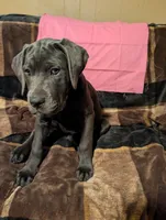Pink, a female Cane Corso for sale in Roanoke Rapids, NC – 1 of 6