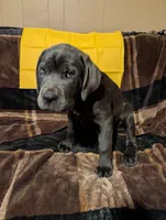 Yellow, a male Cane Corso for sale in Roanoke Rapids, NC – 3 of 5