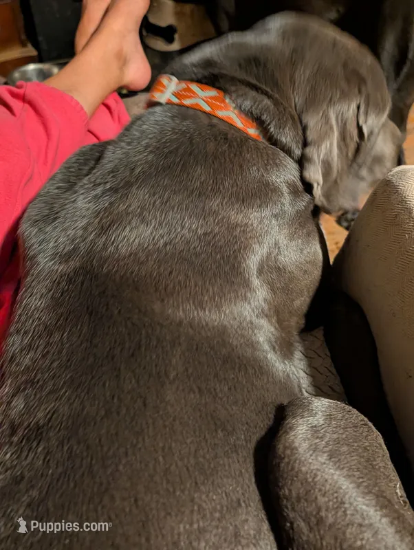 Yellow – Cane Corso puppy for sale in Roanoke Rapids, NC
