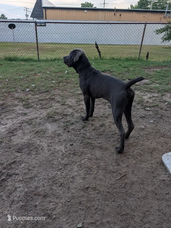 Black – Cane Corso puppy for sale in Roanoke Rapids, NC