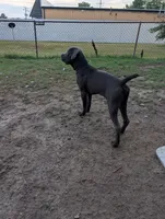 Black, a male Cane Corso for sale in Roanoke Rapids, NC – 1 of 6