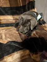 Black, a male Cane Corso for sale in Roanoke Rapids, NC – 3 of 5