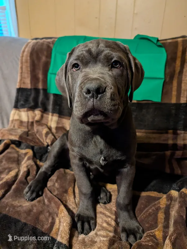 Green – Cane Corso puppy for sale in Roanoke Rapids, NC