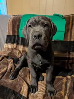 Green, a male Cane Corso for sale in Roanoke Rapids, NC – 1 of 4