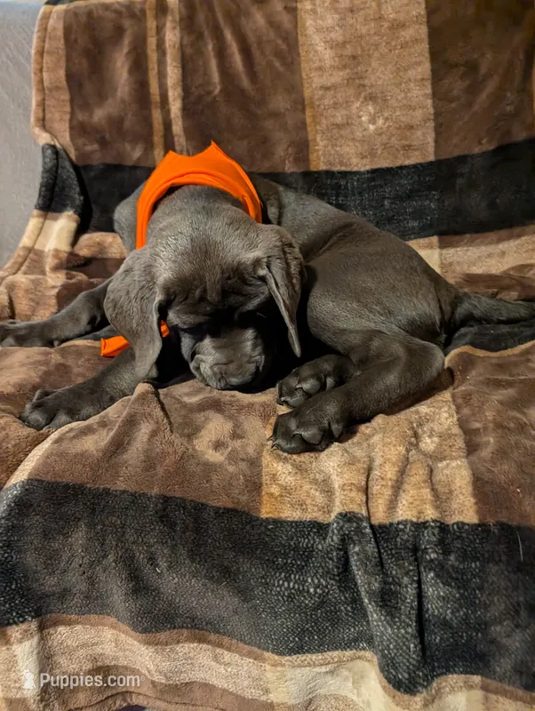 Orange – Cane Corso puppy for sale in Roanoke Rapids, NC