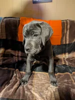 Orange, a male Cane Corso for sale in Roanoke Rapids, NC – 2 of 5