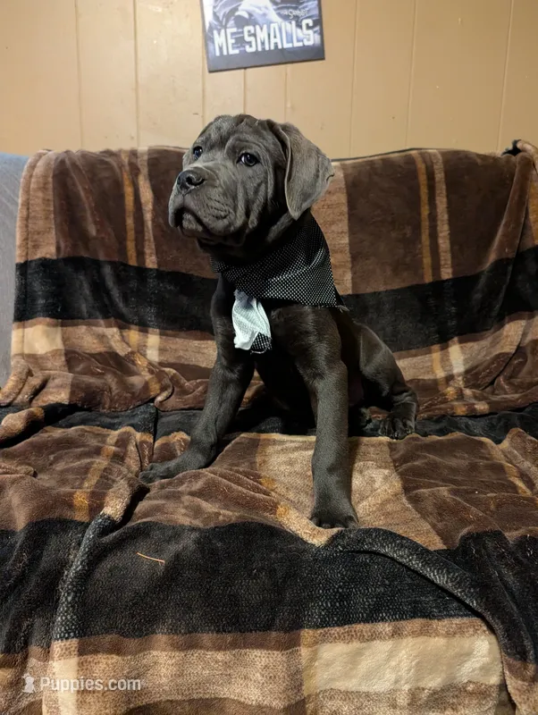 Black – Cane Corso puppy for sale in Roanoke Rapids, NC