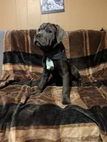 Black, a male Cane Corso for sale in Roanoke Rapids, NC – 5 of 5