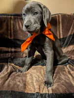 Orange, a male Cane Corso for sale in Roanoke Rapids, NC – 5 of 5