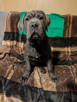 Green, a male Cane Corso for sale in Roanoke Rapids, NC – 3 of 4