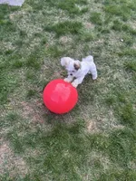 Ellie, a female Chihuahua and Shih Tzu for sale in La Vergne, TN – 5 of 5