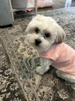 Ellie, a female Chihuahua and Shih Tzu for sale in La Vergne, TN – 3 of 5