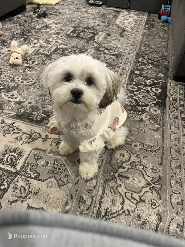Ellie – Chihuahua, Shih Tzu puppy for sale in La Vergne, TN