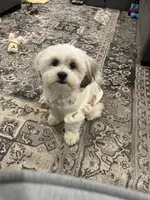 Ellie, a female Chihuahua and Shih Tzu for sale in La Vergne, TN – 1 of 5