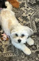 Ellie, a female Chihuahua and Shih Tzu for sale in La Vergne, TN – 2 of 5
