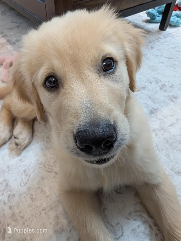 Moses – Golden Retriever puppy for sale in Rockford, IL