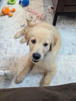 Moses, a male Golden Retriever for sale in Rockford, IL – Photo 3 of 4