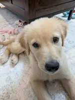 Moses, a male Golden Retriever for sale in Rockford, IL – Photo 2 of 4